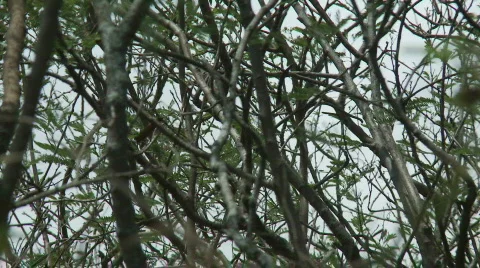 Spooky sticks  Stock Footage 672907