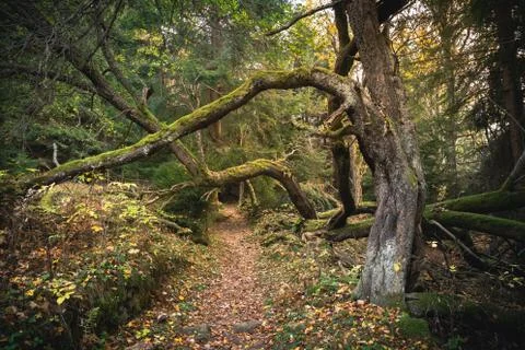 Spooky strange shaped trees in a forest in a misty day Stock Photos
