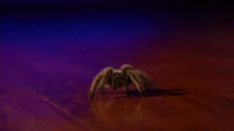 Spooky tarantula spider insect Video stock 253599819