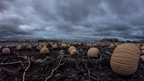 Spooky Timelapse of a Pumpkin Patch on a Cloudy day before Halloween 库存影片 141141714