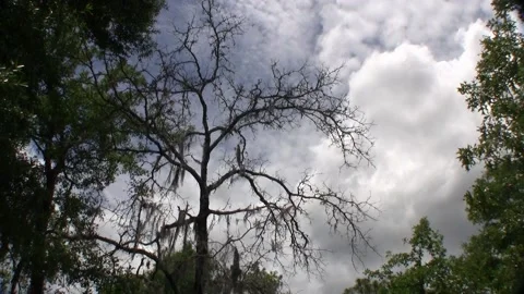 Spooky Tree And Dark Clouds Stock Footage 154876159
