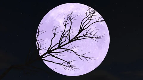 Spooky Tree Branch Against Moon Stock-Footage 249487260