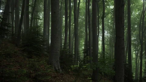Spooky tree branches and fog in misty forest during spring rain Stock Footage 330677224