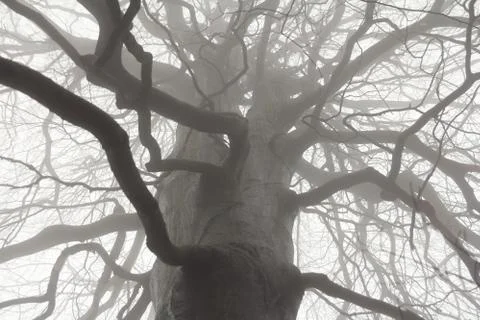 Spooky tree branches Stock Photos
