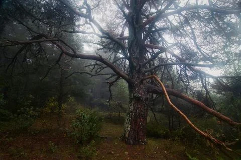 Spooky tree in the fog Stock Photos