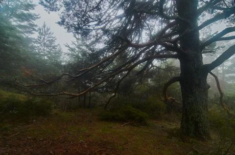 Spooky tree in the fog Stock Photos