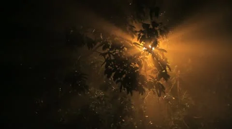 Spooky tree Stock Footage 11426632