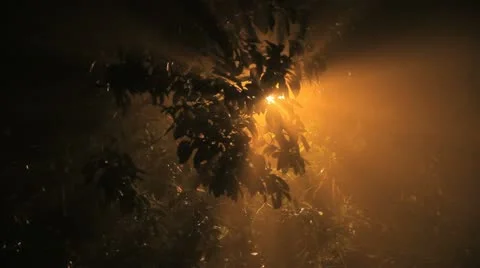 Spooky tree Stock Footage 11426678