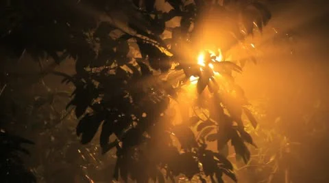 Spooky tree Stock Footage 11426687