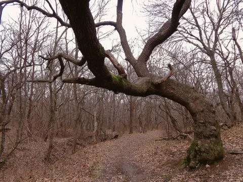 Spooky Tree Foto stock