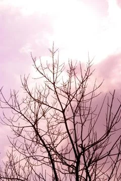 Spooky tree Stock Photos
