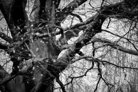Spooky tree Stock Photos