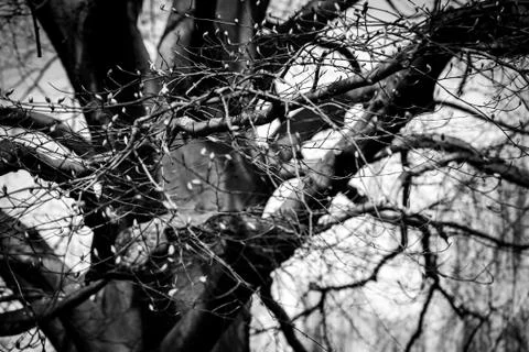 Spooky tree Stock Photos