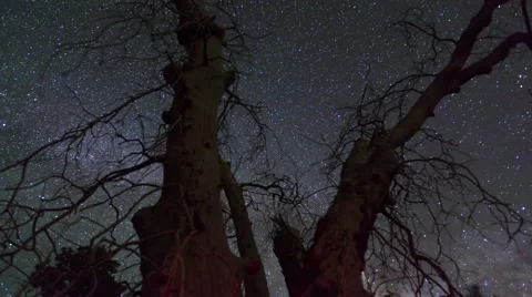 Spooky Tree Time lapse 29.976 fps Stock Footage 66305223