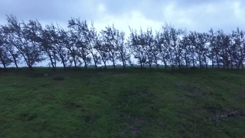 Spooky trees along forest line in Caribbean Stock Footage 88583166