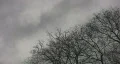 Spooky trees and sky. 1 of 2. HD Footage