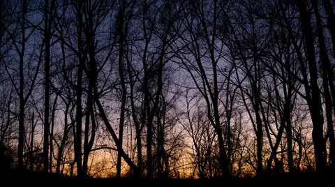 Spooky Trees at Dusk Stock-Fotos