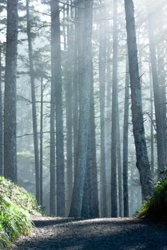 Spooky trees in the forrest Foto stock