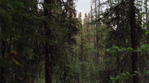 Spooky Trees shake in Wind Video stock 199994043