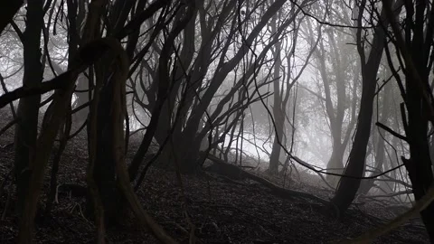 Spooky trees in silhouette through mist, slow pan, Isle of Wight, UK Stock Footage 238594989
