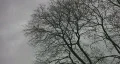 Spooky trees & sky. 2 of 2. HD Footage