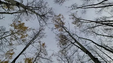 Spooky Treetops in a Dead Forest Stock Footage 141145474