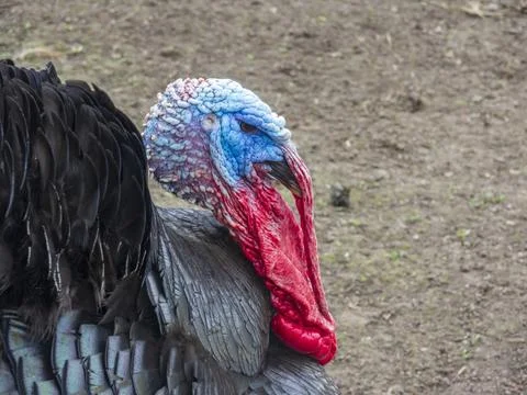 Spooky turkey head Stock-Fotos