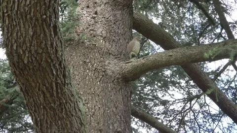 Spooky wood owl in the tree Video stock 134570765
