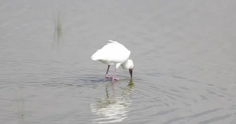 Spoon Bill foraging for fish and other plankton Video stock 252820446