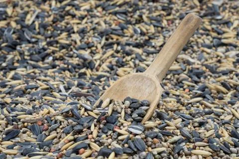 Spoon in bird seed Stock Photos