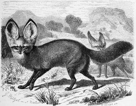 Spoon dog also called bat eared fox Otocyon megalotis or bat eared fox is a Stock Illustration