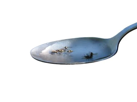 Spoon of fly soup Stock Photos