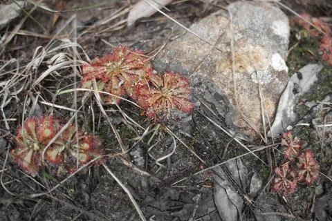 Spoon-Leaf Sundew Stock Photos