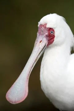Spoonbill Bird Stock Photos