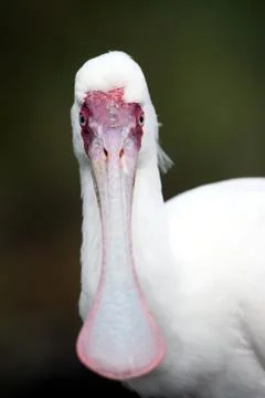 Spoonbill Bird Stock Photos