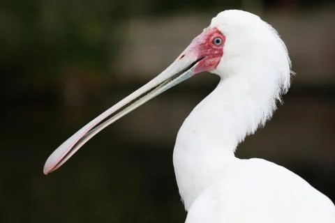 Spoonbill Bird Stock Photos