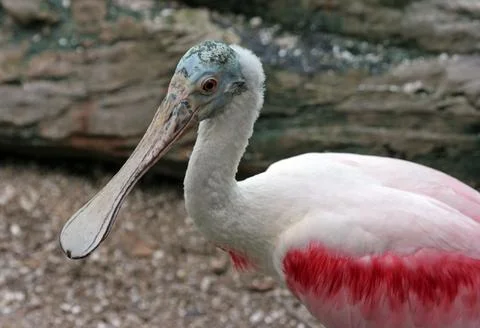 Spoonbill bird Stock Photos