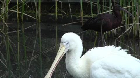 Spoonbill cleaning itself Stock Footage 8682882