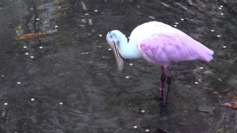 Spoonbill feeding Stock Footage 70531682