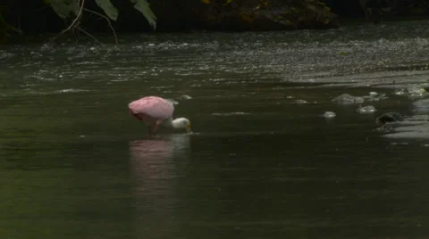Spoonbill feeding in river 1 Stock Footage 53029525