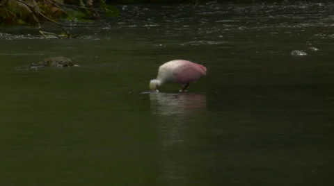 Spoonbill feeding in river 2 Stock Footage 53030439
