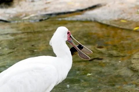 Spoonbill with fish Foto stock