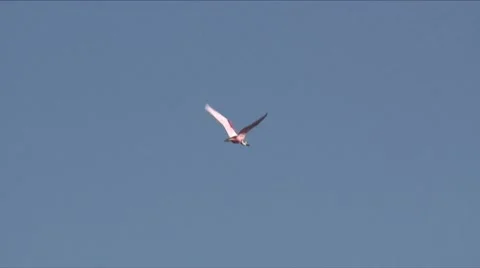 Spoonbill flight 1 Video stock 7732806