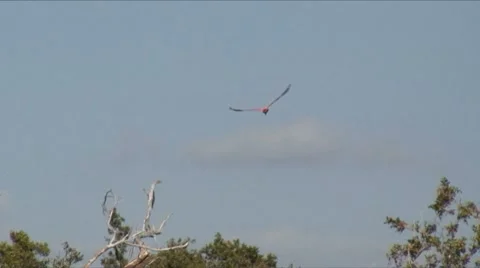 Spoonbill flight 2 Stock Footage 7732861