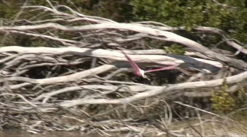 Spoonbill flight 3 Stock Footage 7732937