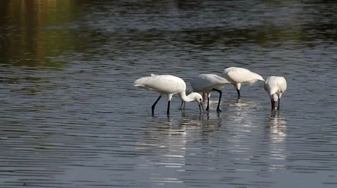 Spoonbill Stock Footage 8827185