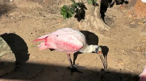 Spoonbill Stock Footage 20504902