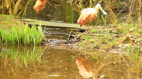 Spoonbill 스톡 동영상 36168734