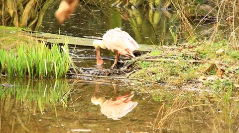 Spoonbill Stock Footage 36168942