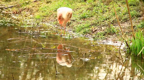 Spoonbill 스톡 동영상 36168949